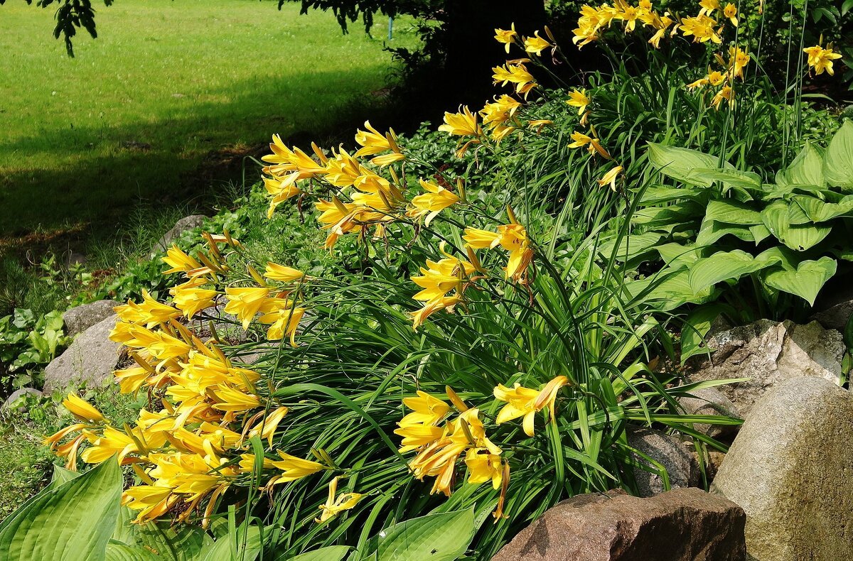 Лилейник желтый - Рита Симонова Лилейник желтый - Рита Симонова