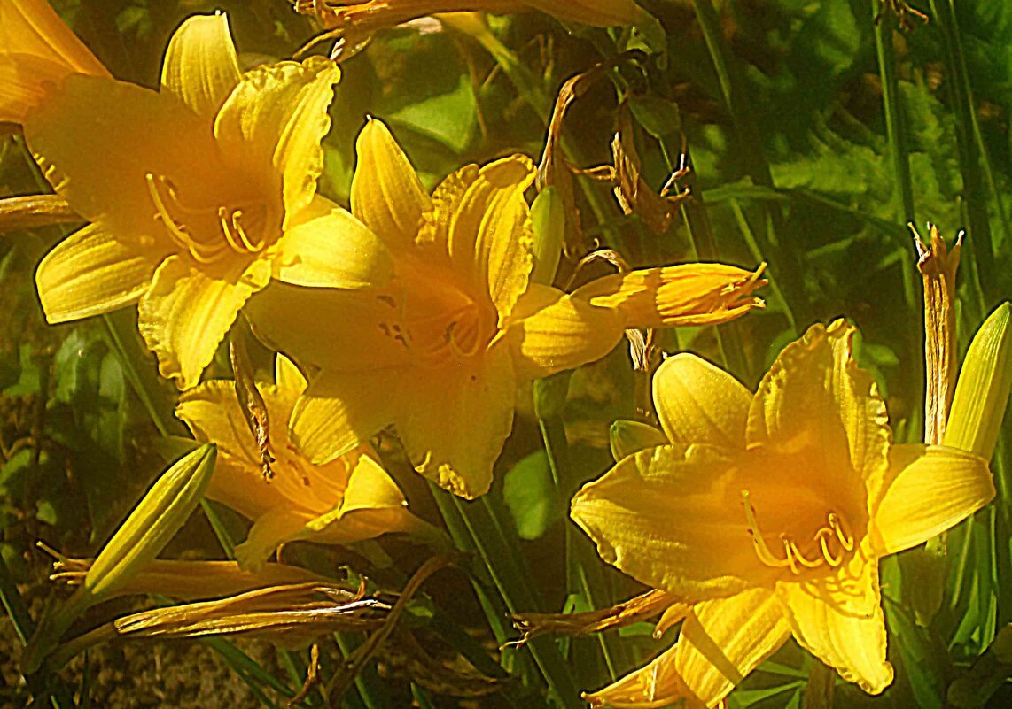 Солнечные Ли...... - Елена Семигина