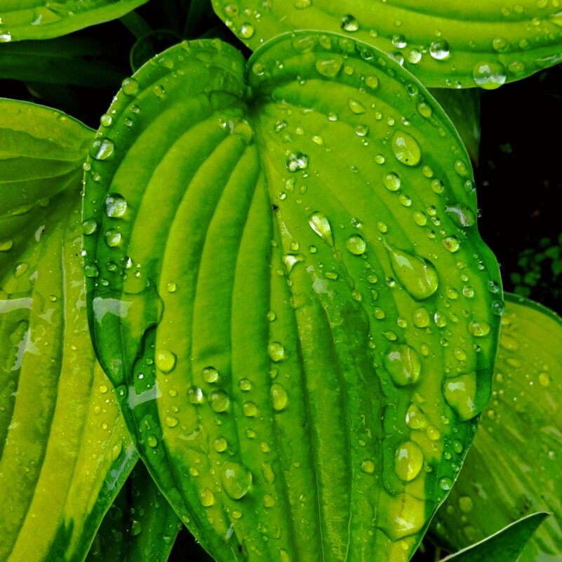 Капельки дождя - Галина Бобкина