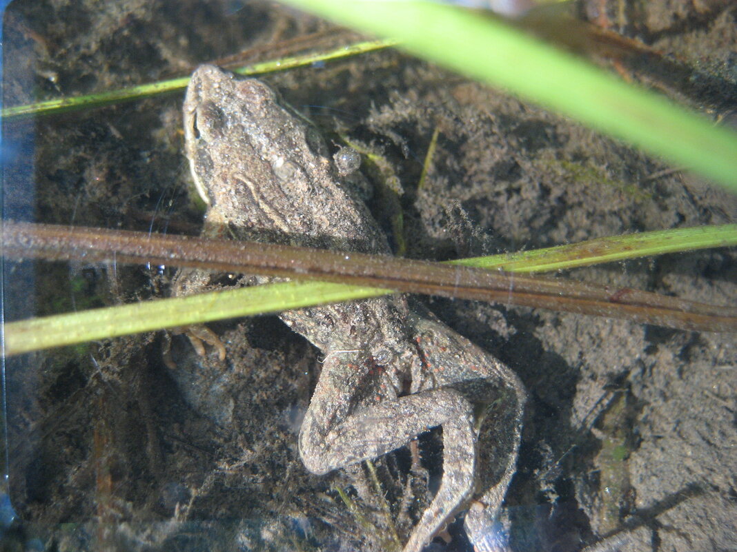 Едва не засох на дороге - Anna Ivanova Едва не засох на дороге - Anna Ivanova