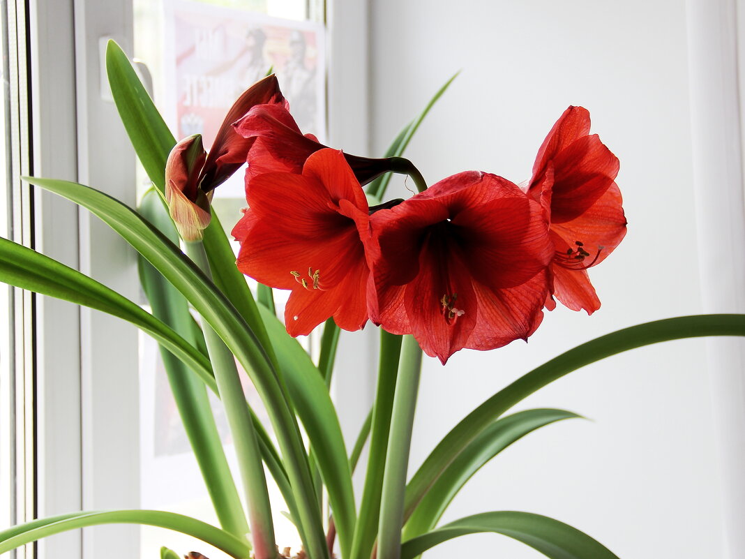 Гиппеаструм - victor Lion