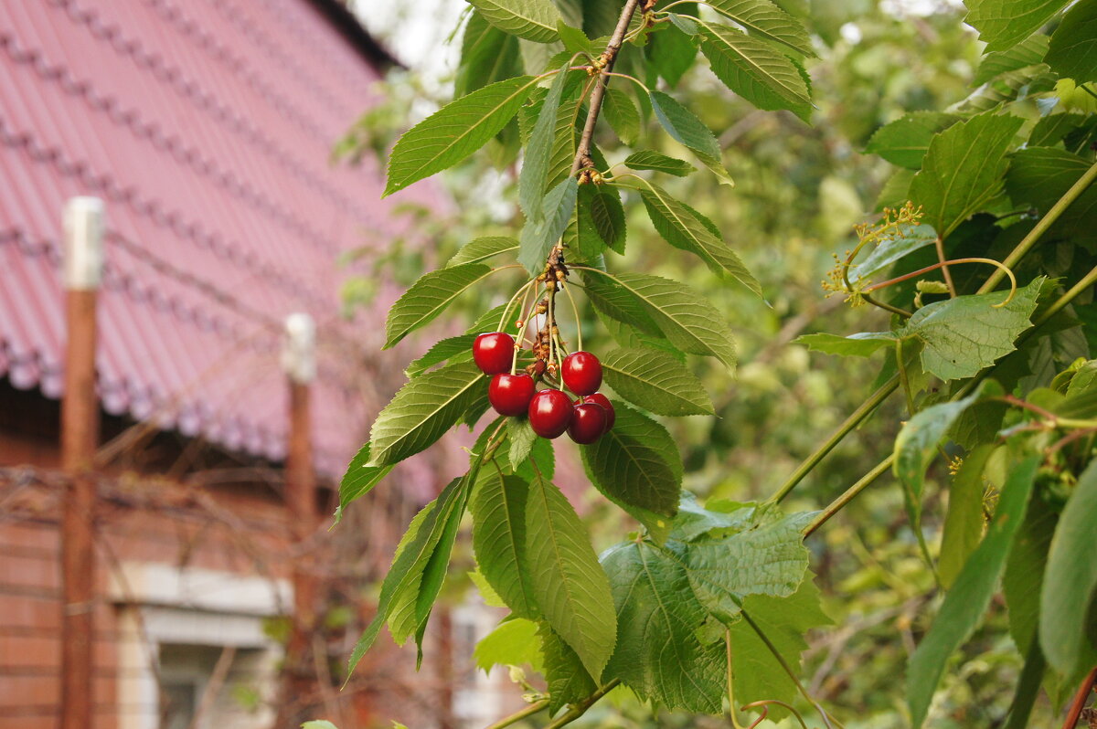 Черешня - Глеб 