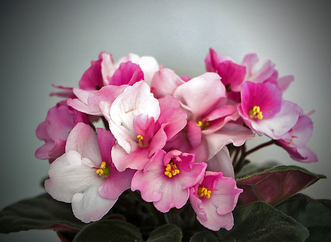 Моя фиалочка - Светлана Моя фиалочка - Светлана