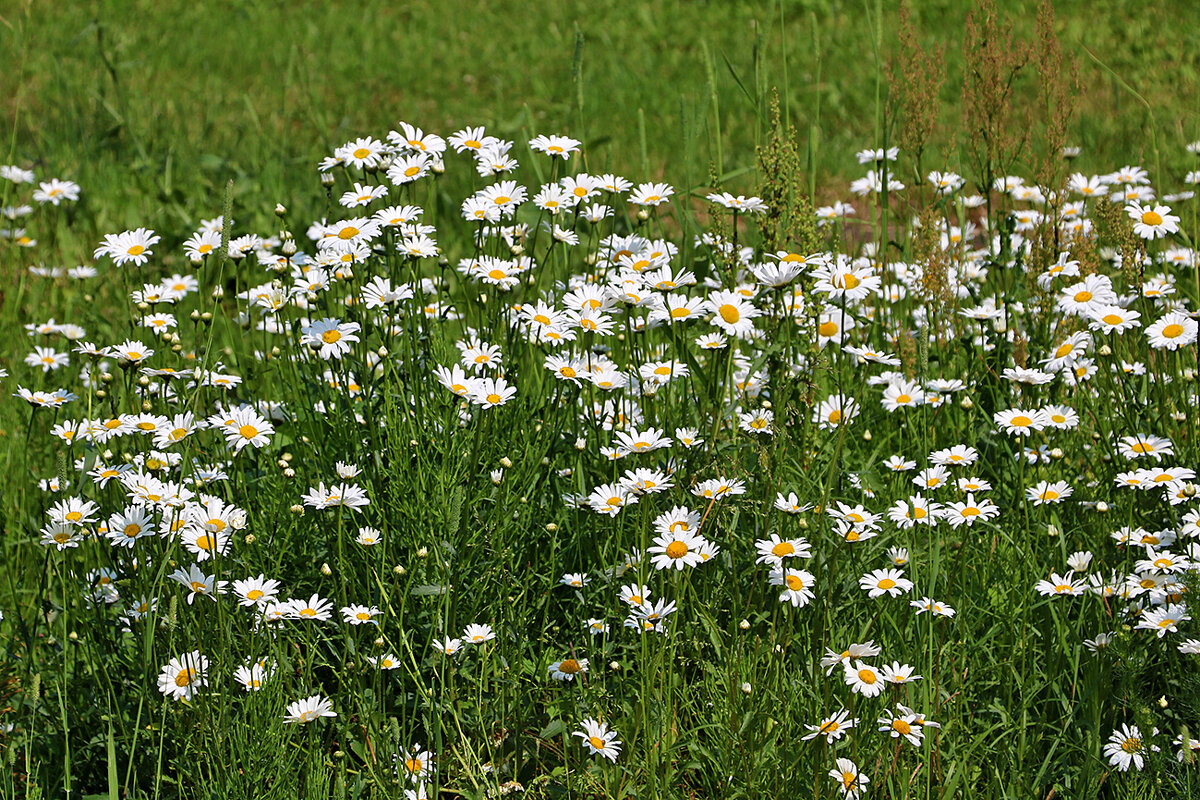 Ромашковое лето - Светлана 