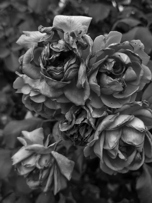 Увядание - Валерий Ткаченко