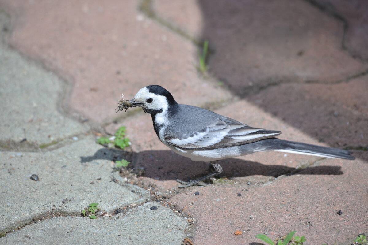 Трясогузка - Ольга Прикуль
