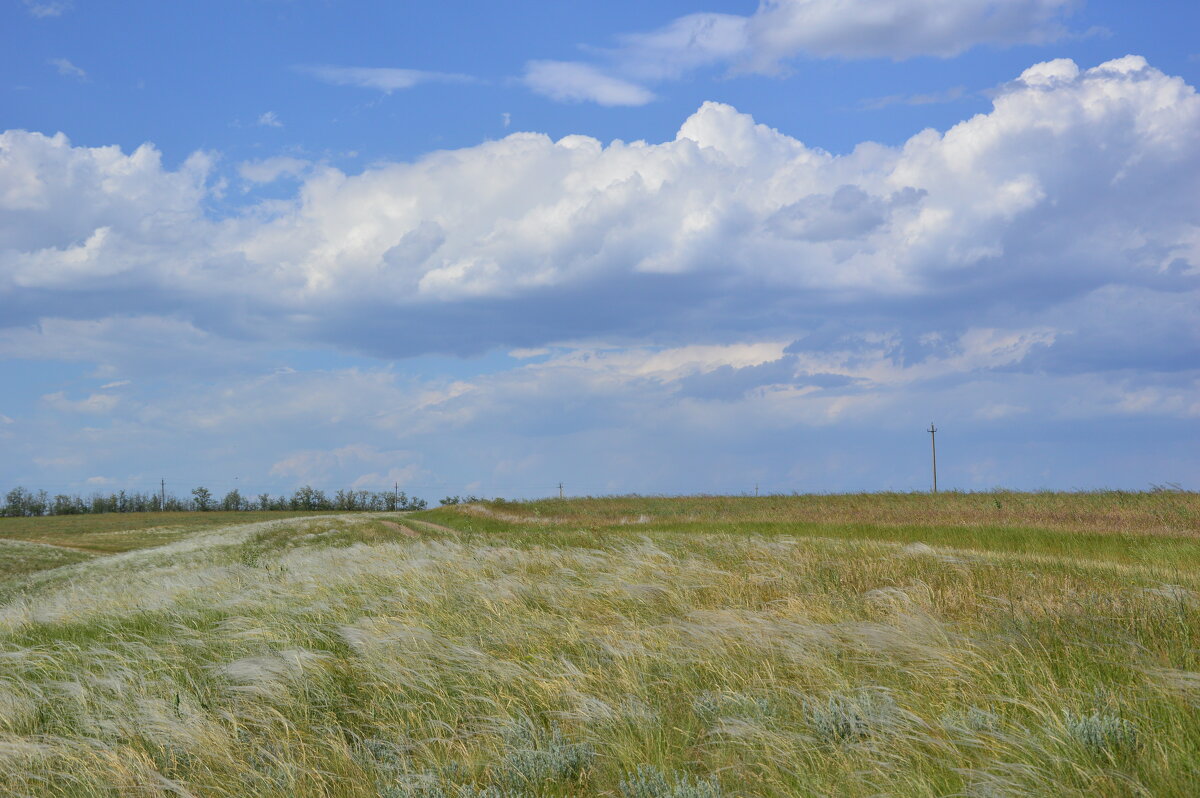 Ковыль. - Виктор 