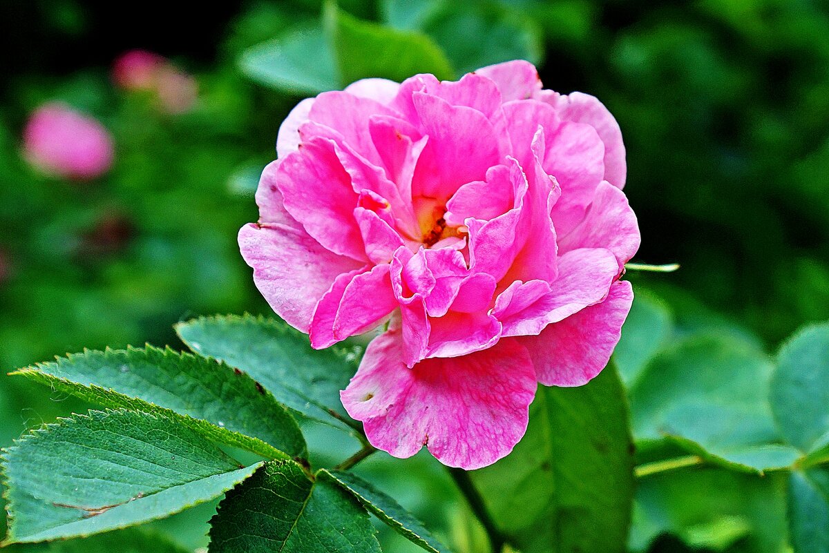 *** - Леонид leo