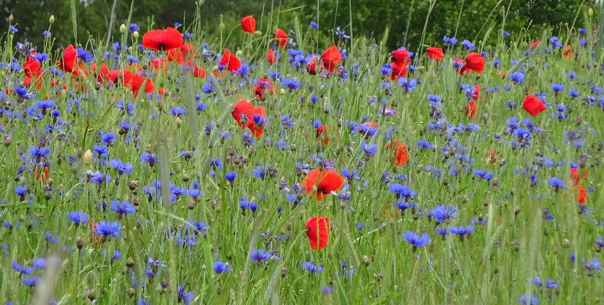 Васильковое лето началось - rimgis 