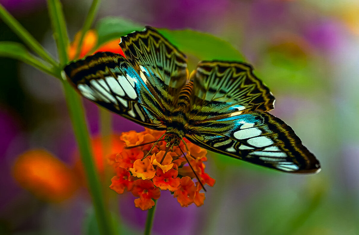 Сильвия тигровая - Aleksey Afonin