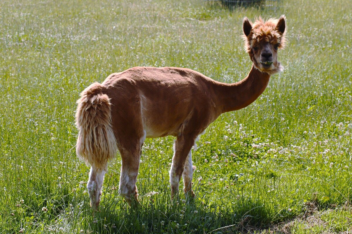 Про ламу - Юрий. Шмаков