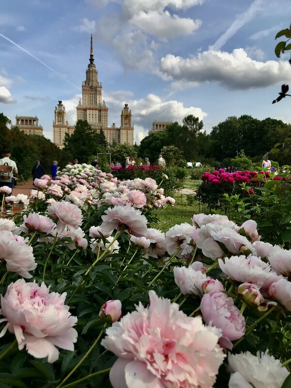 Пионовый бум в парке МГУ - Любовь Пионовый бум в парке МГУ - Любовь