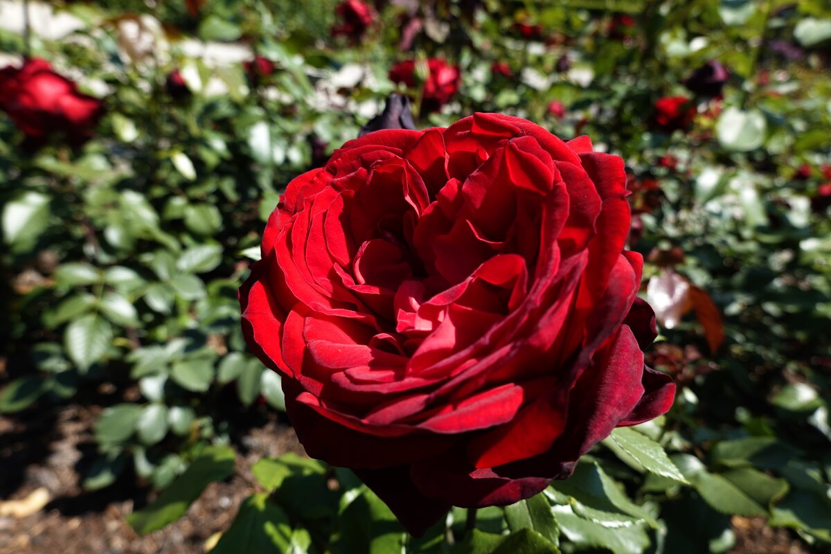 Роза красная,ты прекрасная! ... - Галина Роза красная,ты прекрасная! ... - Галина