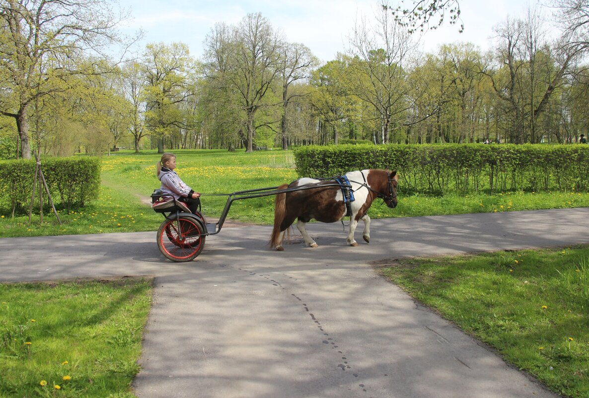 Стрельна. Орловский парк - Наталья Герасимова