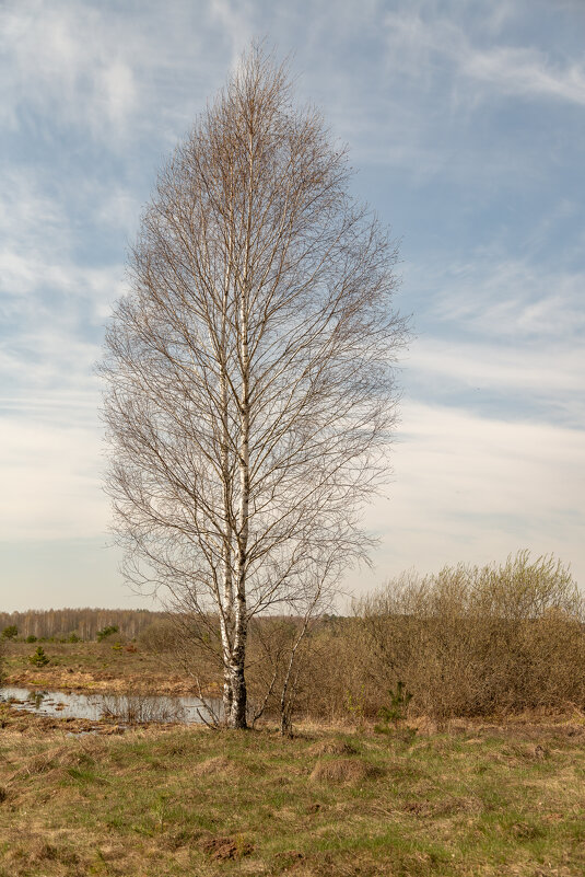В поле. - Сергей Татаринов