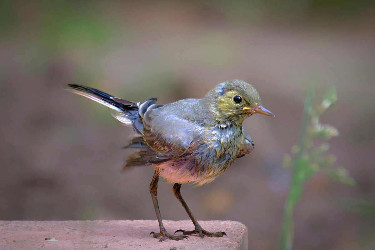 Живая природа - Николай Соколухин Живая природа - Николай Соколухин