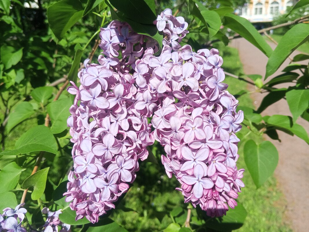 Сирень - Сапсан 