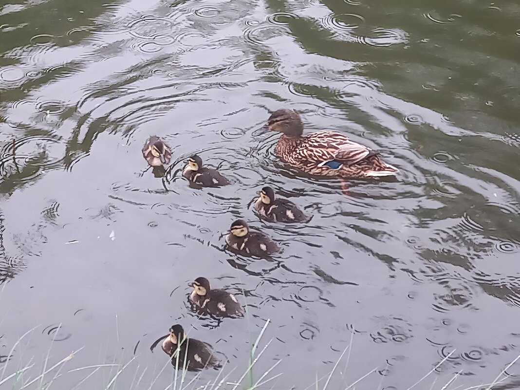 Утята - Сапсан 