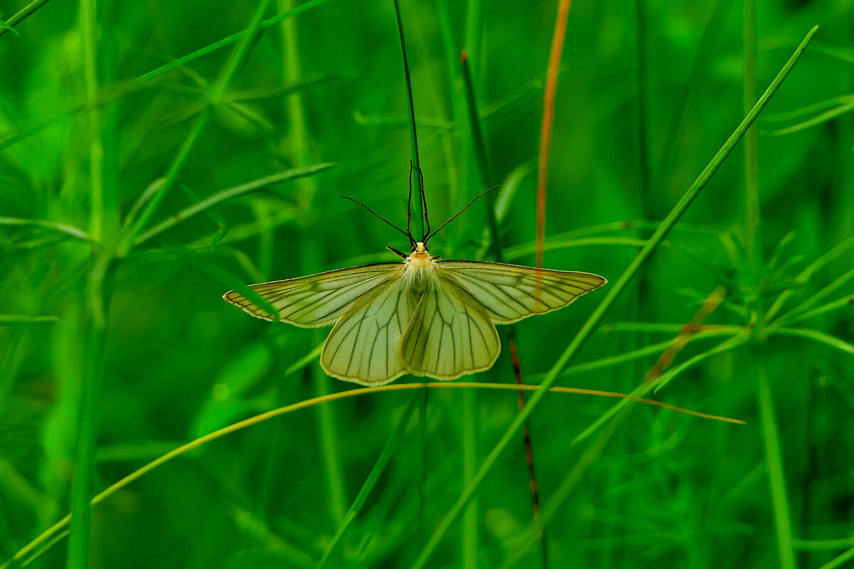 опять про бабочек 21 - Александр Прокудин