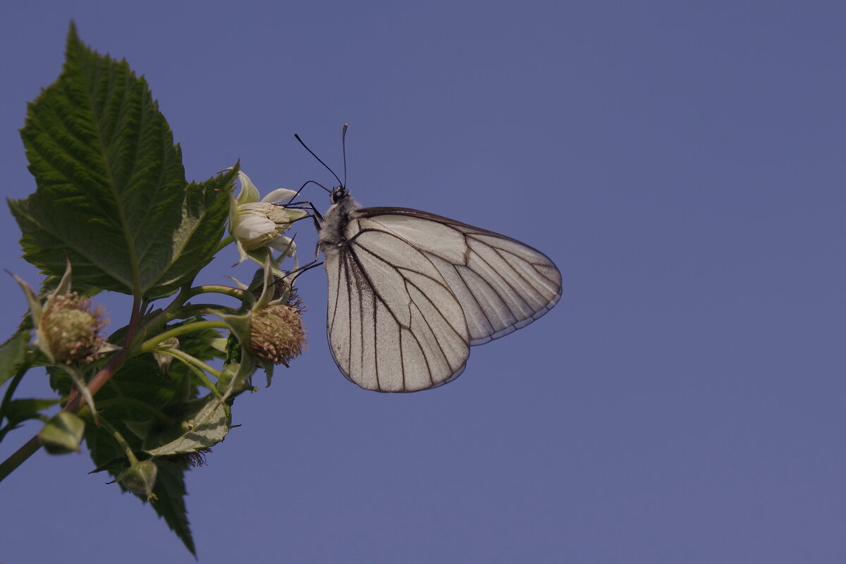 Бабочка в малине - Сергей Швечков Бабочка в малине - Сергей Швечков