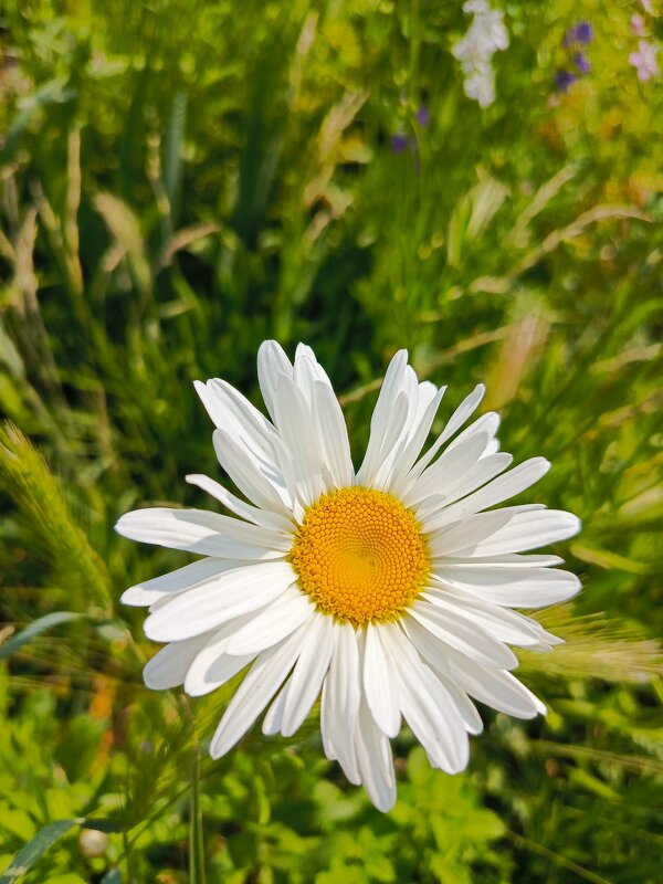 Распустились - Татьяна Пальчикова