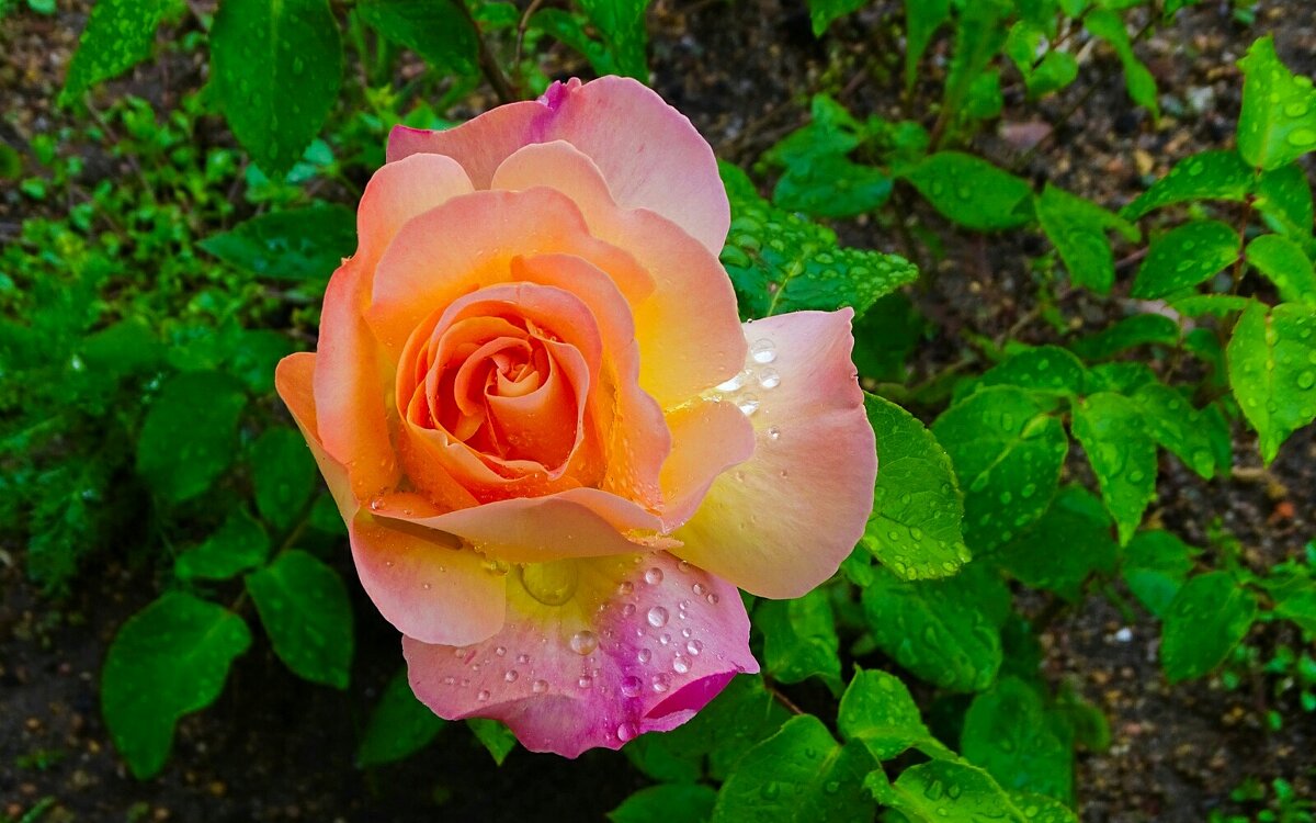 Розы в городе. - Милешкин Владимир Алексеевич 