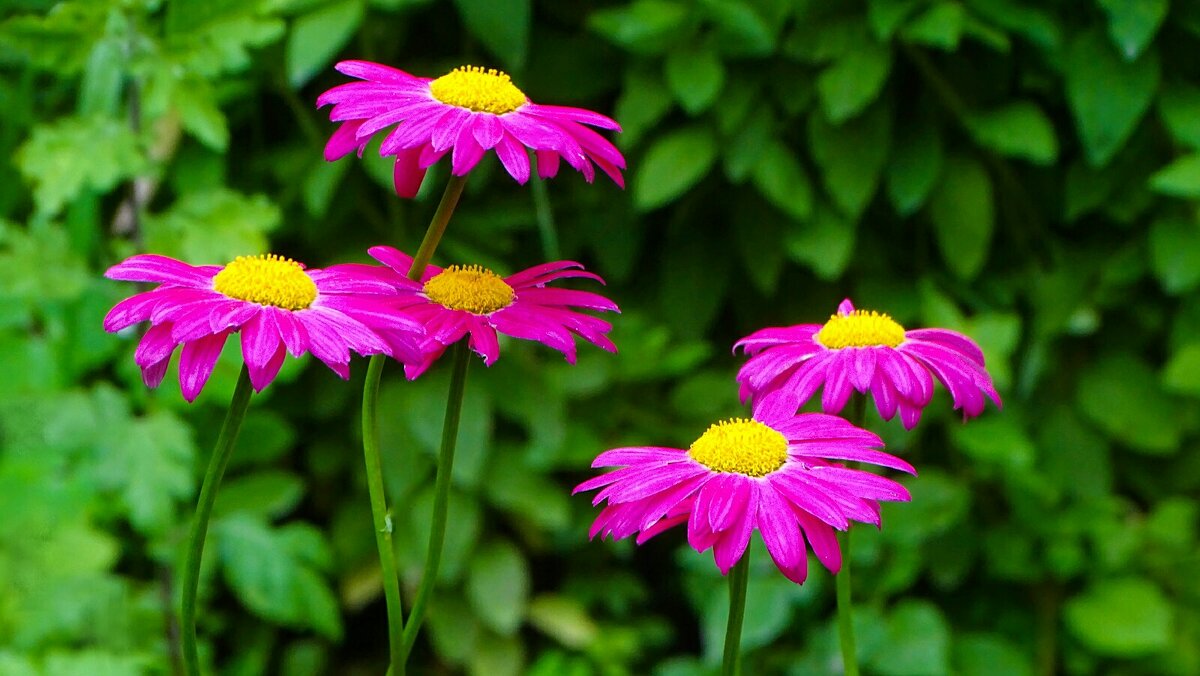 Лето и цветы. - Милешкин Владимир Алексеевич 