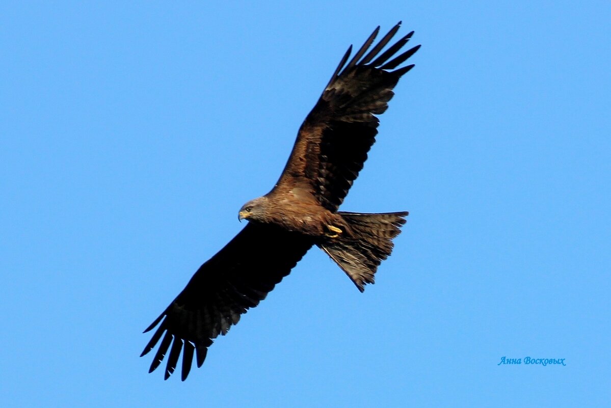 Чёрный коршун. - Восковых Анна Васильевна 