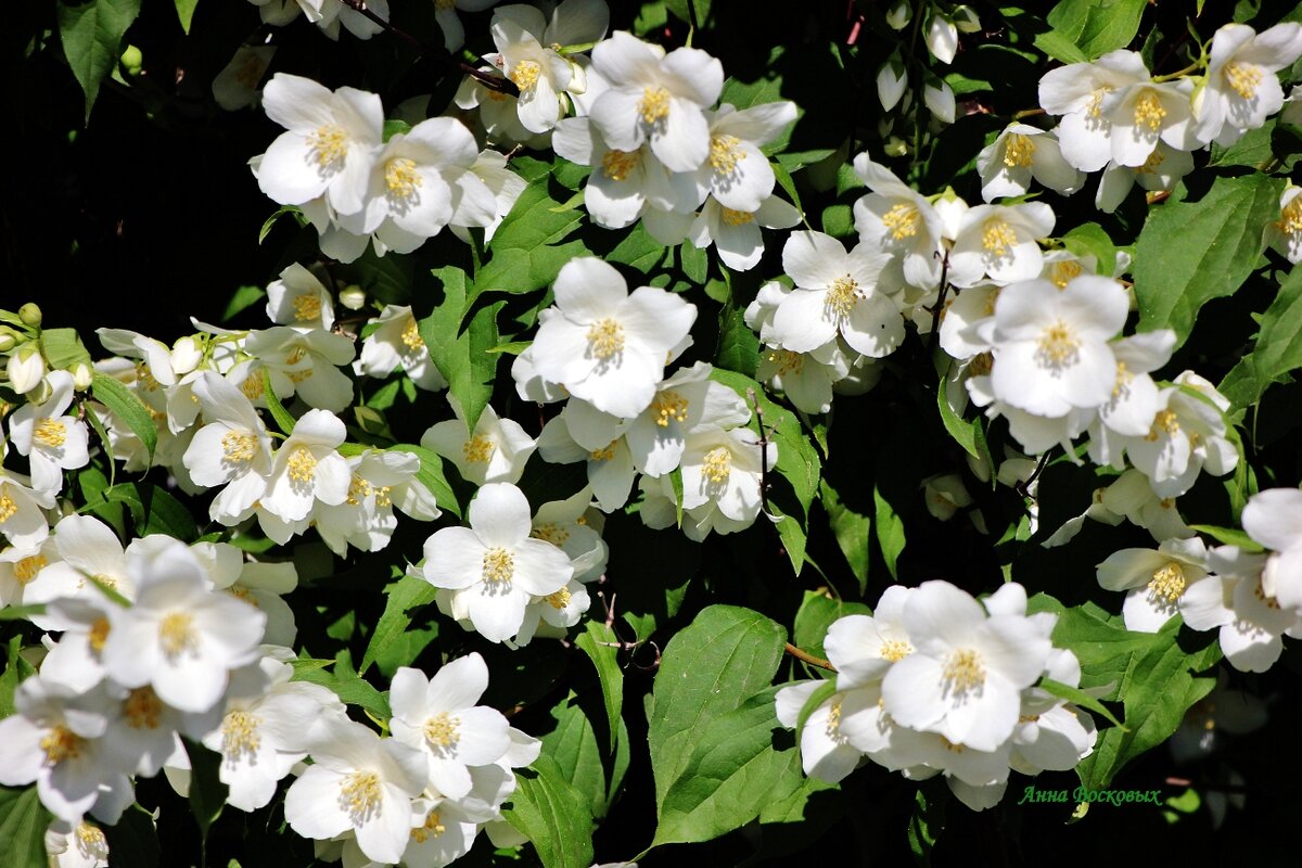 Жасмин у дома. - Восковых Анна Васильевна 