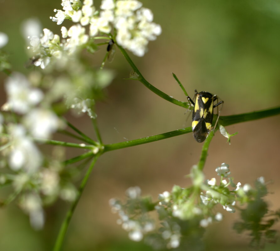 Grypocoris sexguttatus (Fabricius, 1777) - Сергей Владимирович Егоров Grypocoris sexguttatus (Fabricius, 1777) - Сергей Владимирович Егоров