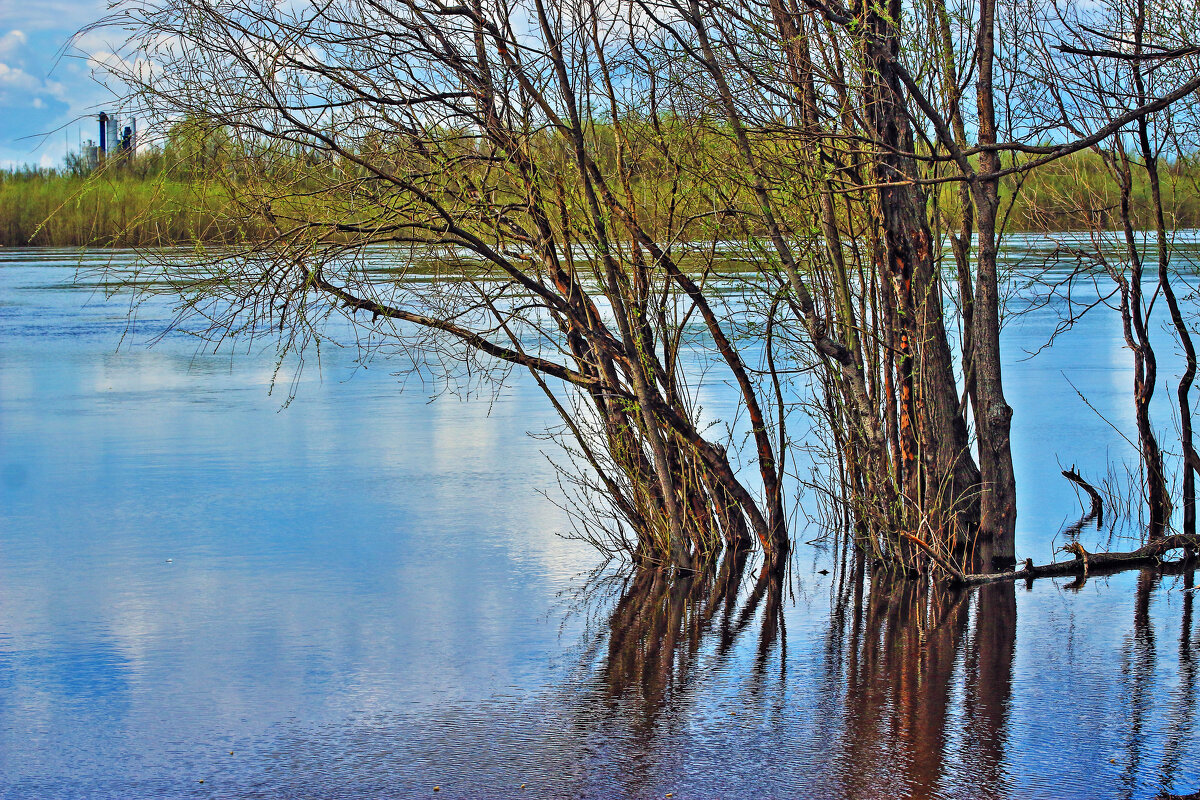 Июнь...Ивы в разлив! - Владимир 