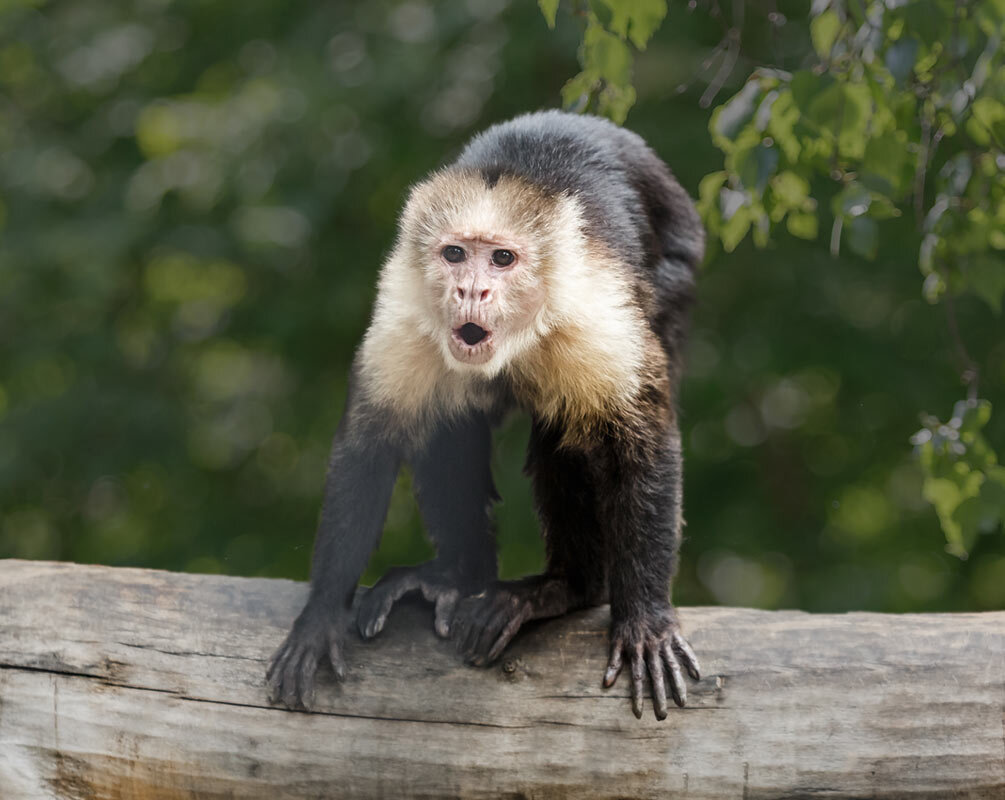 Капуцин - SanSan 