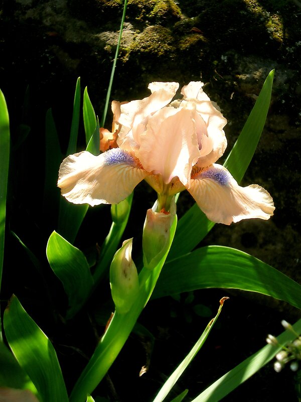 Цветы - Роман Савоцкий