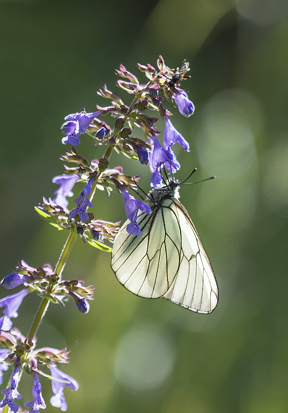 На цветке - Андрей Пристяжнюк
