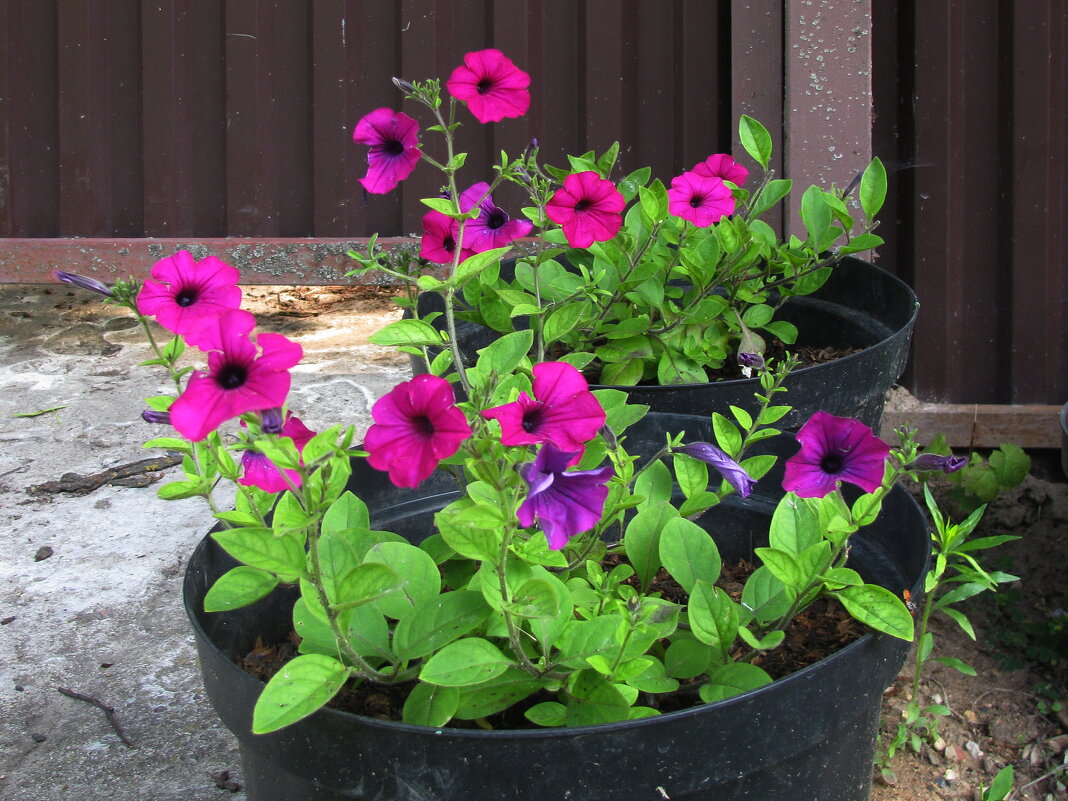 Возле дома - Людмила Смородинская Возле дома - Людмила Смородинская