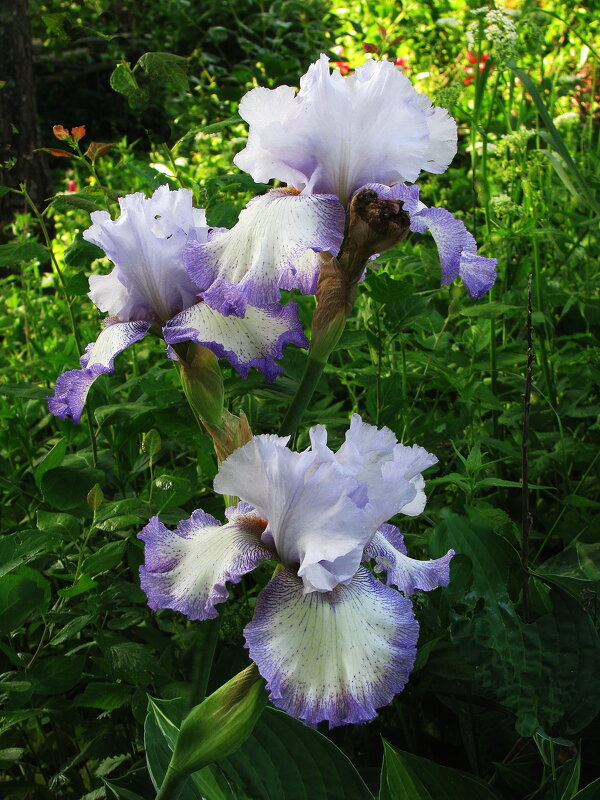 Нежный ирис - Людмила Смородинская Нежный ирис - Людмила Смородинская