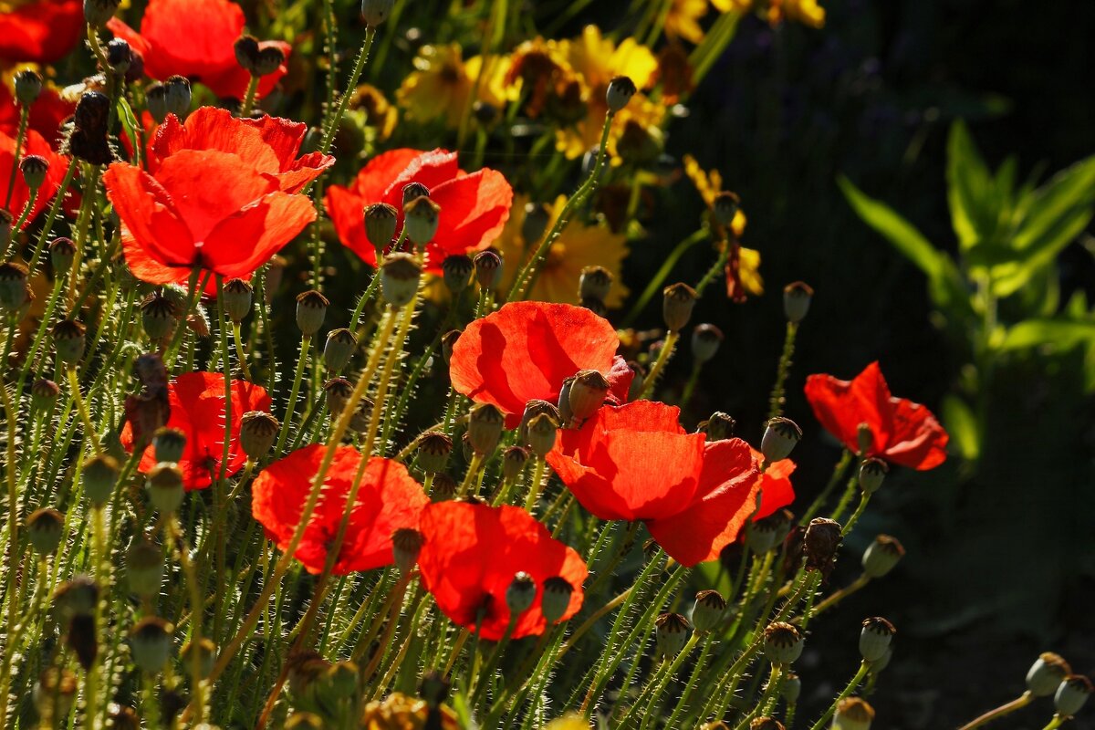 Маки - Юрий. Шмаков
