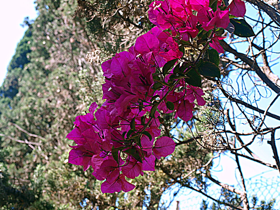 Барселона. - Владимир Драгунский