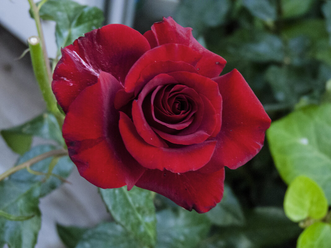 Бархатная  роза - Валентин Семчишин