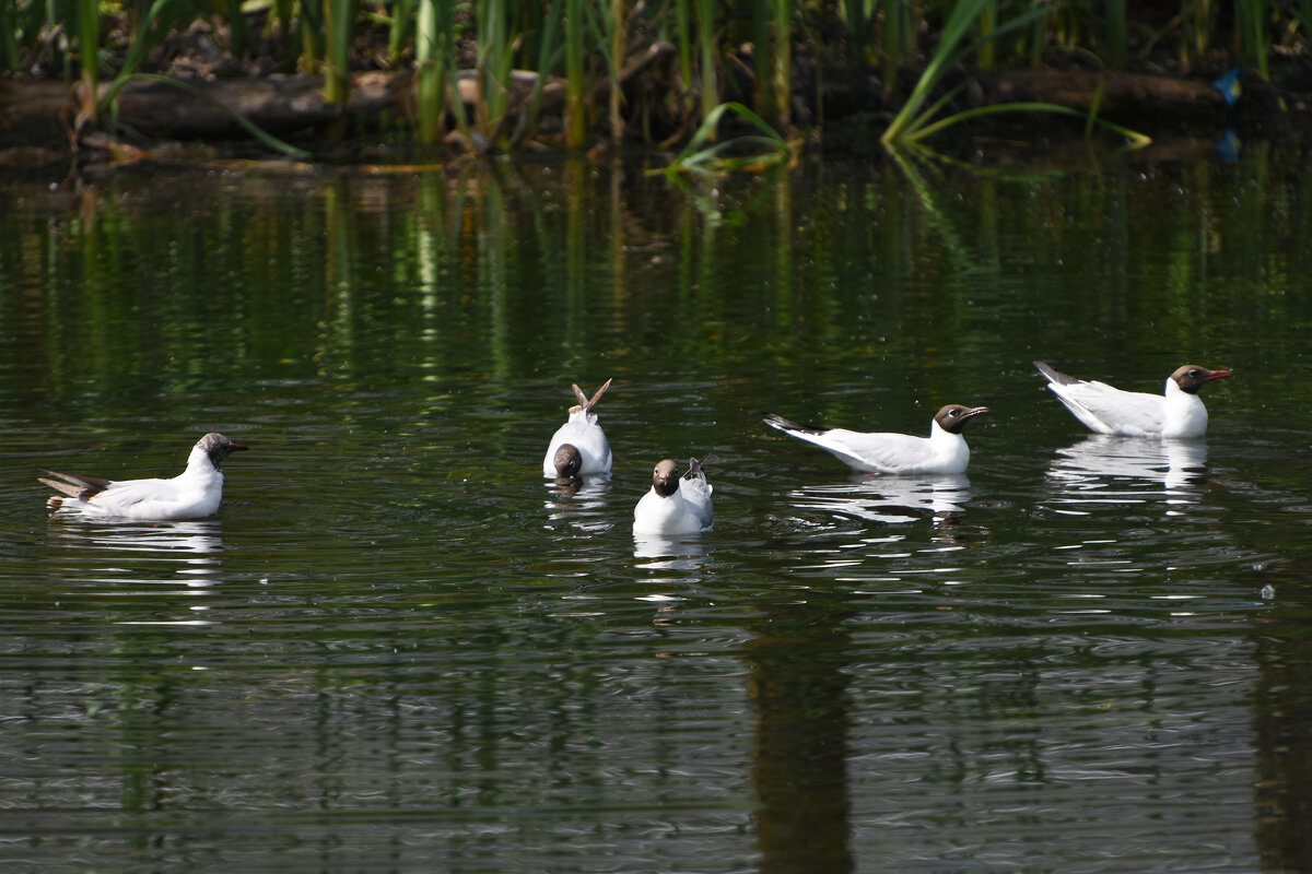 Весна в Ботаническом... - Наташа *****