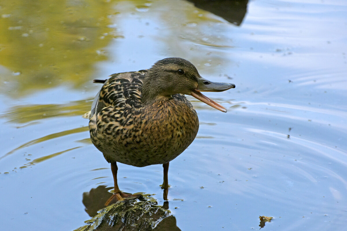 Весна в Ботаническом... Ну очень разговорчивая уточка... - Наташа ***** Весна в Ботаническом... Ну очень разговорчивая уточка... - Наташа *****