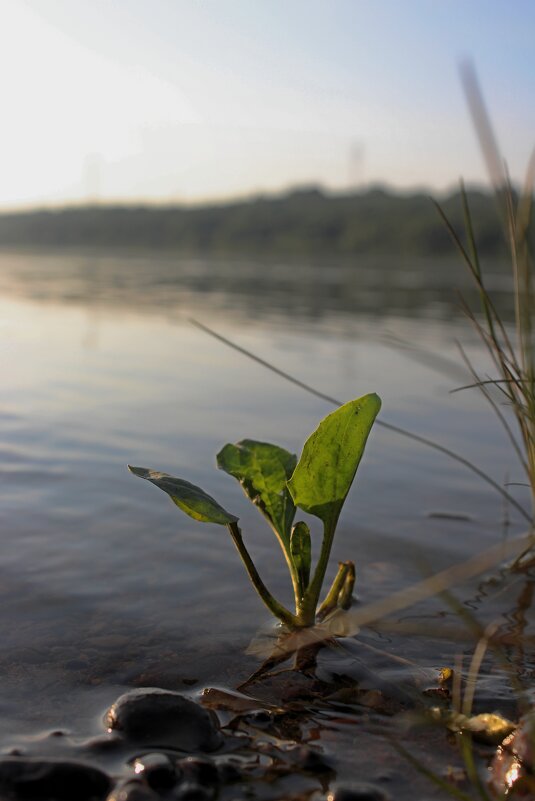 На берегу - Иван Мануковский