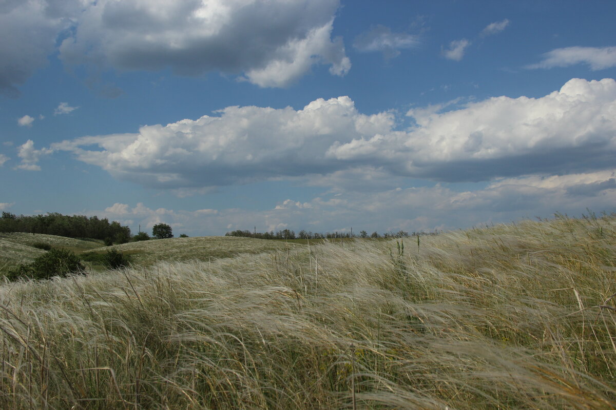 Ковыль. - Виктор 