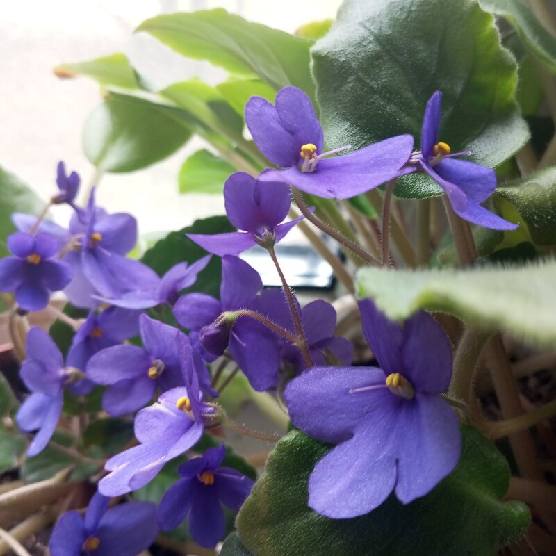 Фиалка - Елена Семигина