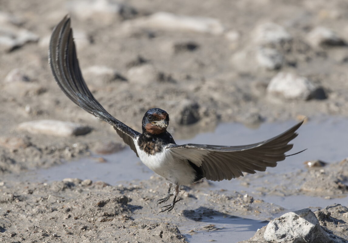 ласточка - юрий макаров