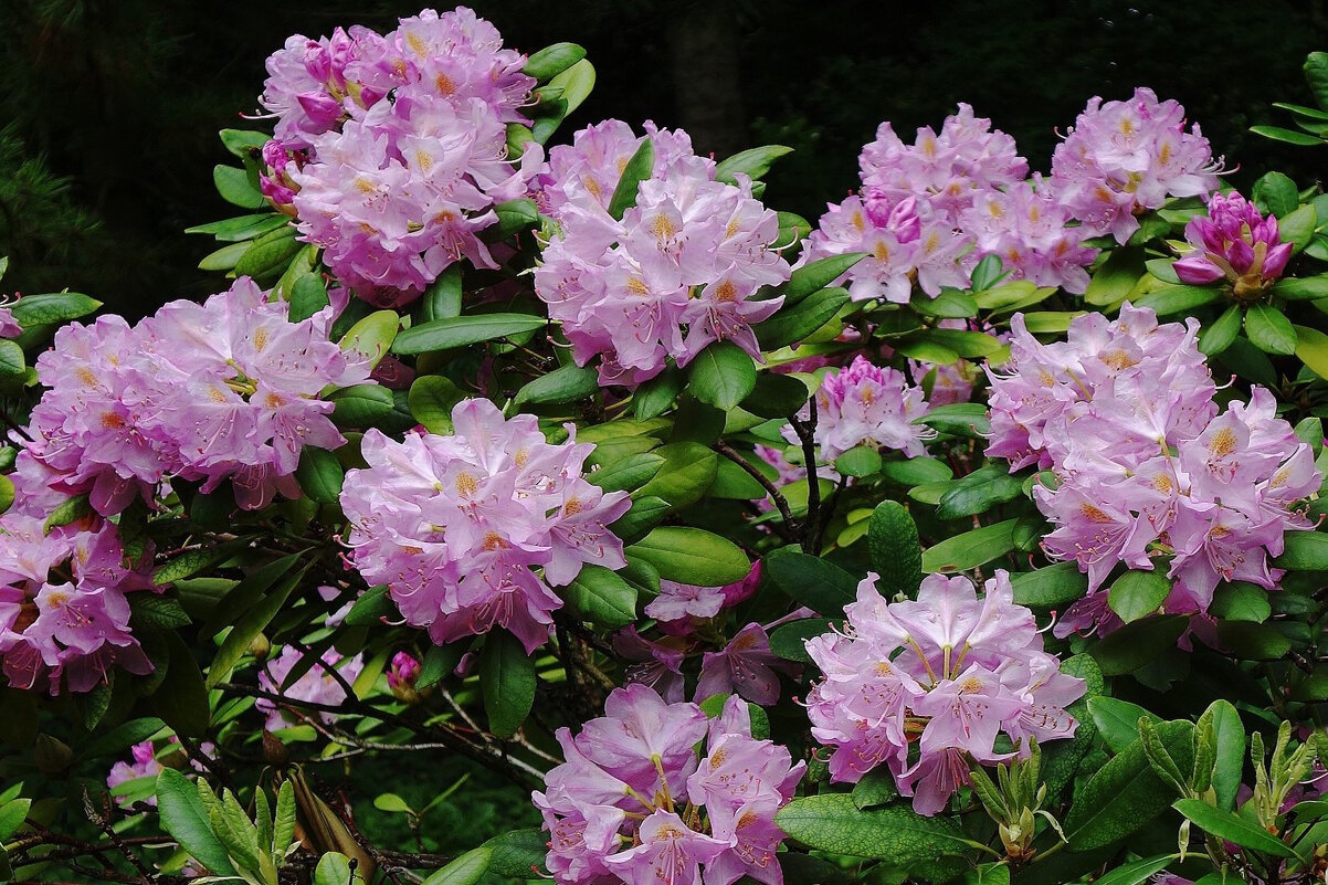 Рододендрон - Рита Симонова