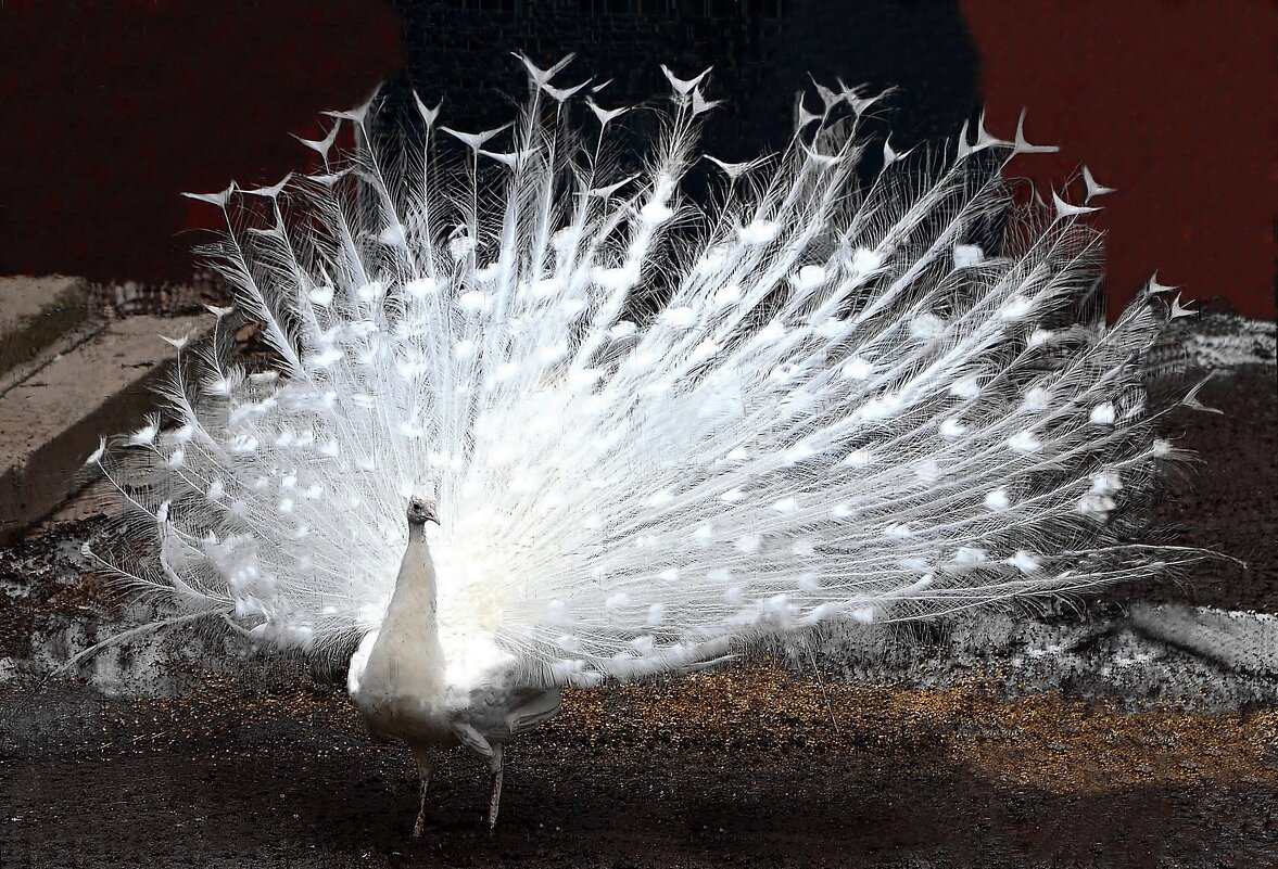 Павлин - Oleg4618 Шутченко