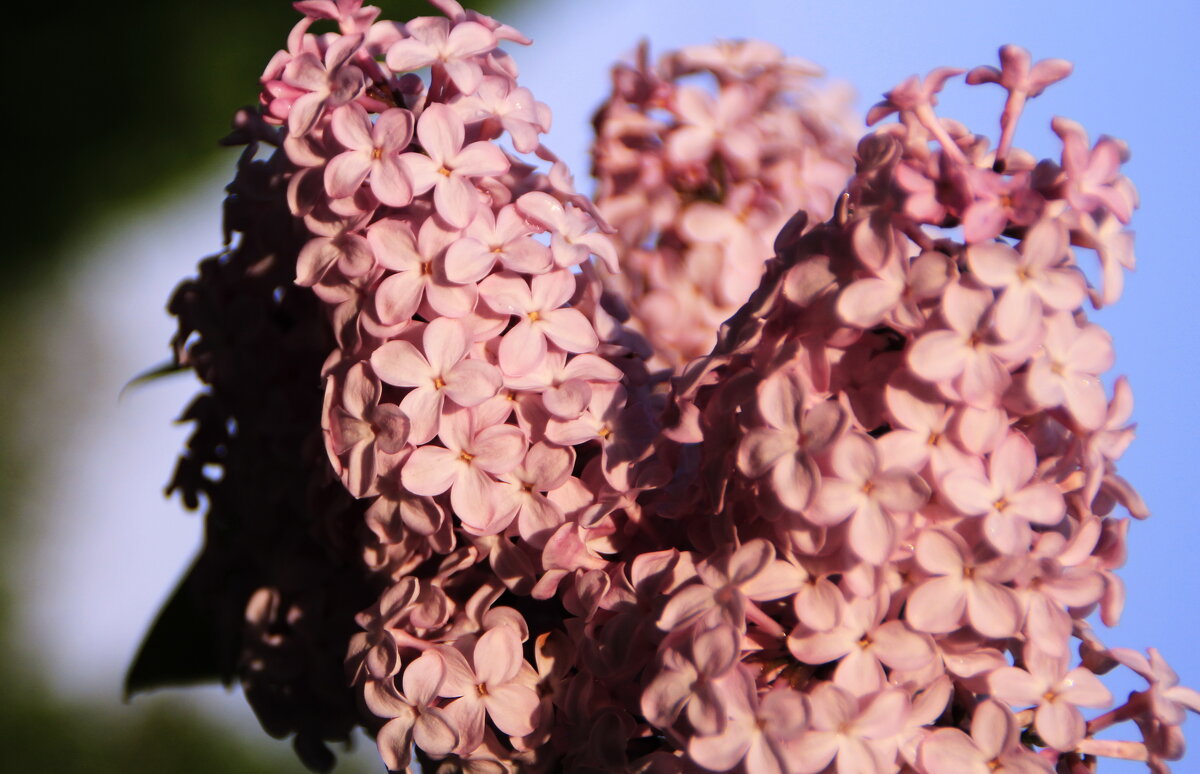 Вам сирень теплотой розоватою платит... - Татьян@ Ивановна