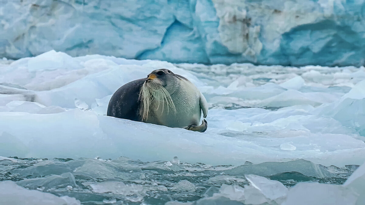 Морской заяц - Aleksey Afonin