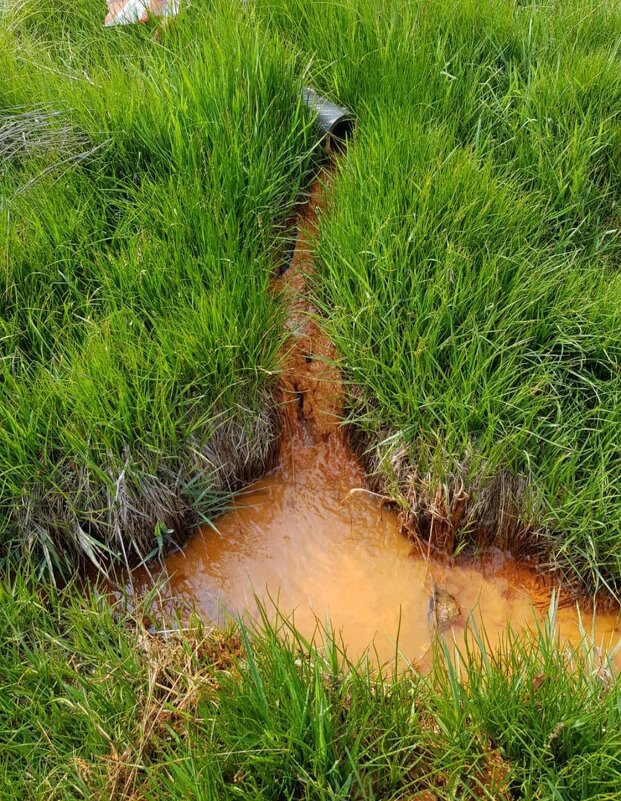 НАРЗАН ПРИЭЛЬБРУСЬЯ - Tata Wolf